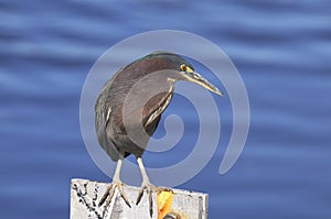 Green heron, butorides virescens