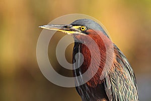 Green Heron (Butorides virescens)