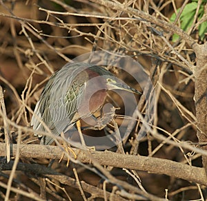 Green Heron - Butorides virescens