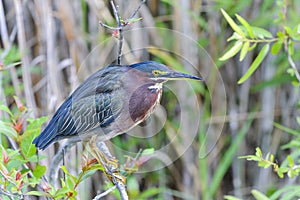 Green heron, butorides virescens