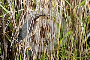 Green heron, butorides virescens