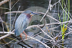 Green heron, butorides virescens