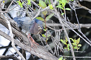 Green heron, butorides virescens