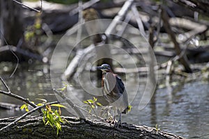 The green heron Butorides virescens