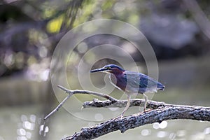 The green heron Butorides virescens