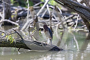 The green heron Butorides virescens