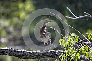 The green heron Butorides virescens