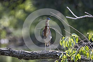 The green heron Butorides virescens