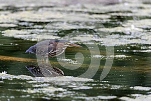 The green heron Butorides virescens