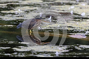 The green heron Butorides virescens