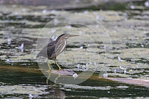 The green heron Butorides virescens