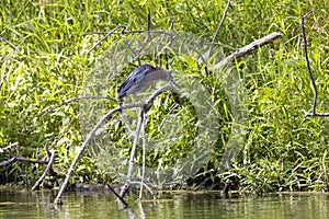 The green heron Butorides virescens