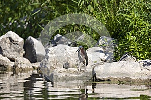 The green heron Butorides virescens