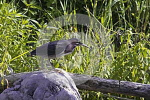 The green heron Butorides virescens