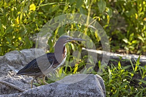 The green heron Butorides virescens