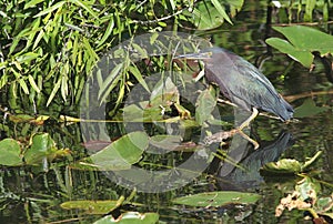 Green Heron (Butorides virescens)