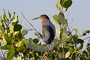 Green heron (Butorides virescens)