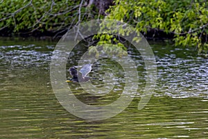 Green heron (Butorides virescens)