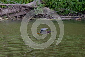 Green heron (Butorides virescens)