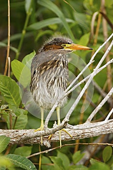 Green Heron (Butorides virescens)