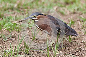 Green Heron, Butorides virescens