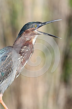 Green Heron (Butorides virescens)