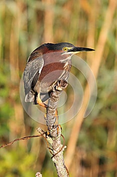 Green Heron (Butorides virescens)