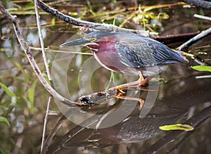 Green Heron (Butorides virescens)