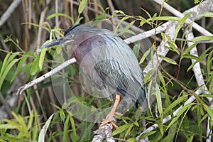 Green Heron (Butorides virescens)