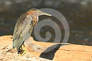 Green Heron (Butorides virescens)