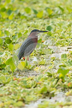 Green Heron Butorides virescens