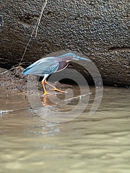 Green Heron & x28;Butorides virescens& x29; in Costa Rica