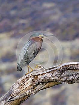 Green heron, Butorides virescens. CuraÃ§ao, Lesser Antilles, Caribbean