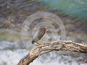 Green heron, Butorides virescens. CuraÃ§ao, Lesser Antilles, Caribbean