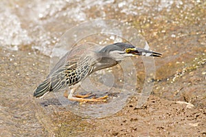 Green heron Butorides virescens with double fish catch