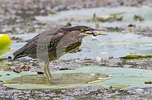 Green heron (Butorides virescens) with a fish