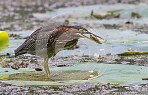 Green heron (Butorides virescens) with a fish