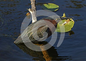 Green heron Butorides virescens, Florida