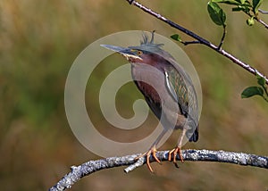 Green heron Butorides virescens, Florida