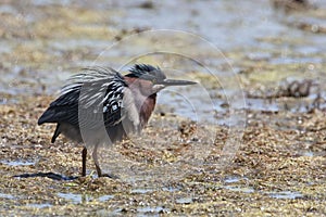 Green Heron, Butorides virescens, fluffed plumage