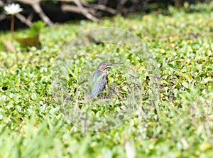 A green heron, Butorides virescens, on the ground surrounded by green grass in Mexico