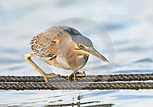 Green heron Butorides virescens in the hunter`s pose. Soft evening light.