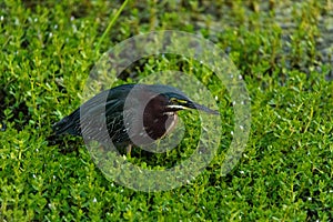 Green heron Butorides virescens hunts in a pond