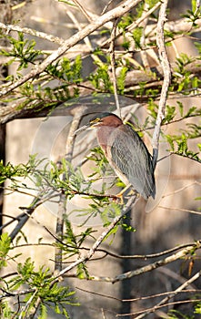 Green heron Butorides virescens hunts in a pond