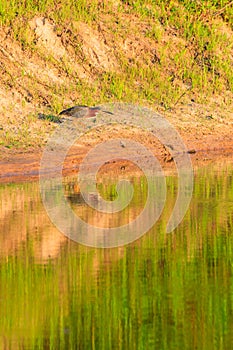 Green Heron, Butorides virescens, searches for a meal in Bald Knob Wildlife Refuge in Bald Knob