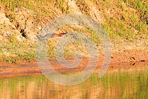 Green Heron, Butorides virescens, searches for a meal in Bald Knob Wildlife Refuge in Bald Knob