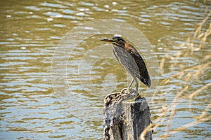 Green Heron Butorides virescens sitting on a wooden post, Sunnyvale, south San Francisco bay area, California