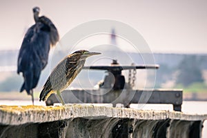 Green Heron Butorides virescens sitting on a wooden railing; Shoreline Park, Mountain View, California