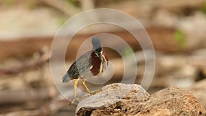 Green heron - Butorides virescens  small heron of North and Central America, Red brown bird with the grey color and yellow leggs,