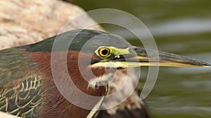 Green heron - Butorides virescens  small heron of North and Central America, Red brown bird with the grey color and yellow leggs,